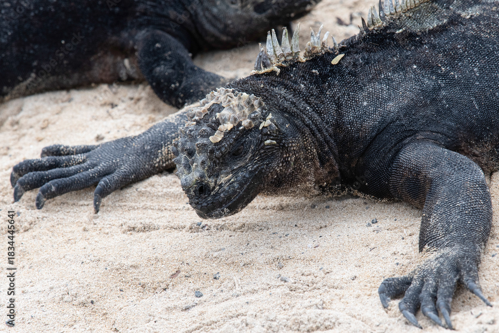 Obraz premium Furchteinflößende Wasserechse am Strand der Insel Isabela, Galapagos