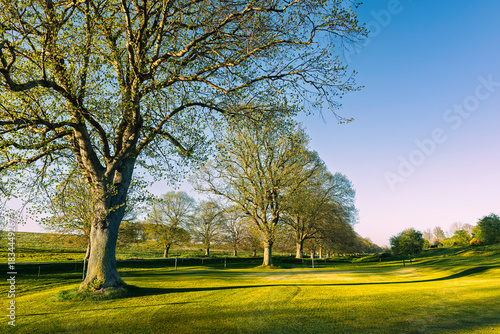 Line of trees lit by spring sun and colourful grassland and sky. Beverley, UK.