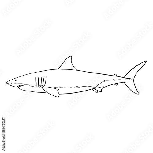 Great white shark animal stroke