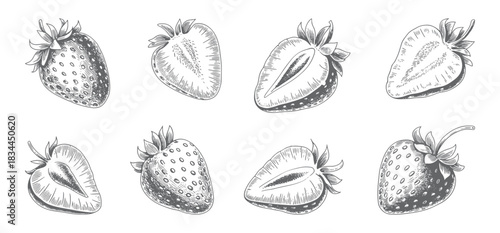 Vintage sliced strawberry illustration with detailed linework. Hand Drawn Strawberry Line Art Vector Illustration.
