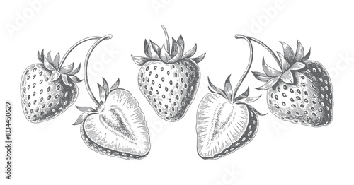 Vintage sliced strawberry illustration with detailed linework. Hand Drawn Strawberry Line Art Vector Illustration.