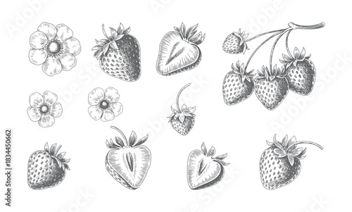 Vintage sliced strawberry illustration with detailed linework. Hand Drawn Strawberry Line Art Vector Illustration.