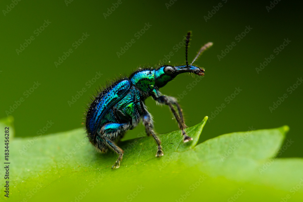 Naklejka premium bug on a leaf