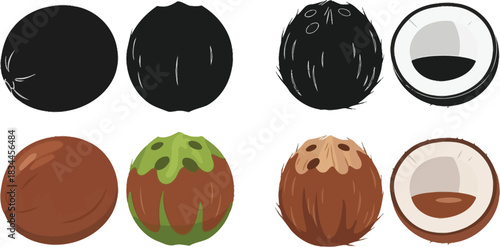 Illustration of lychee and prune fruit in whole and cut sections