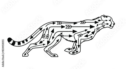 Stylized illustration of a cheetah's internal flow of energy and movement