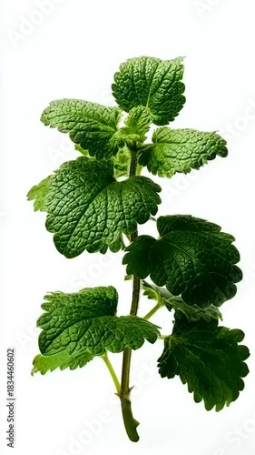 Fresh green lemon balm plant with vibrant leaves and stem isolated.
