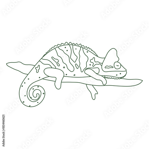 Chameleon animal sleeping stroke