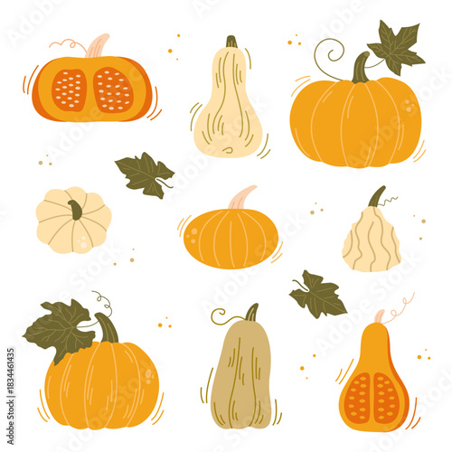 Set of pumpkins. A cute, hand-drawn set of various pumpkins, gourds, and squash varieties in warm autumn colors. Perfect for fall harvest, Halloween, and Thanksgiving designs. Vector
