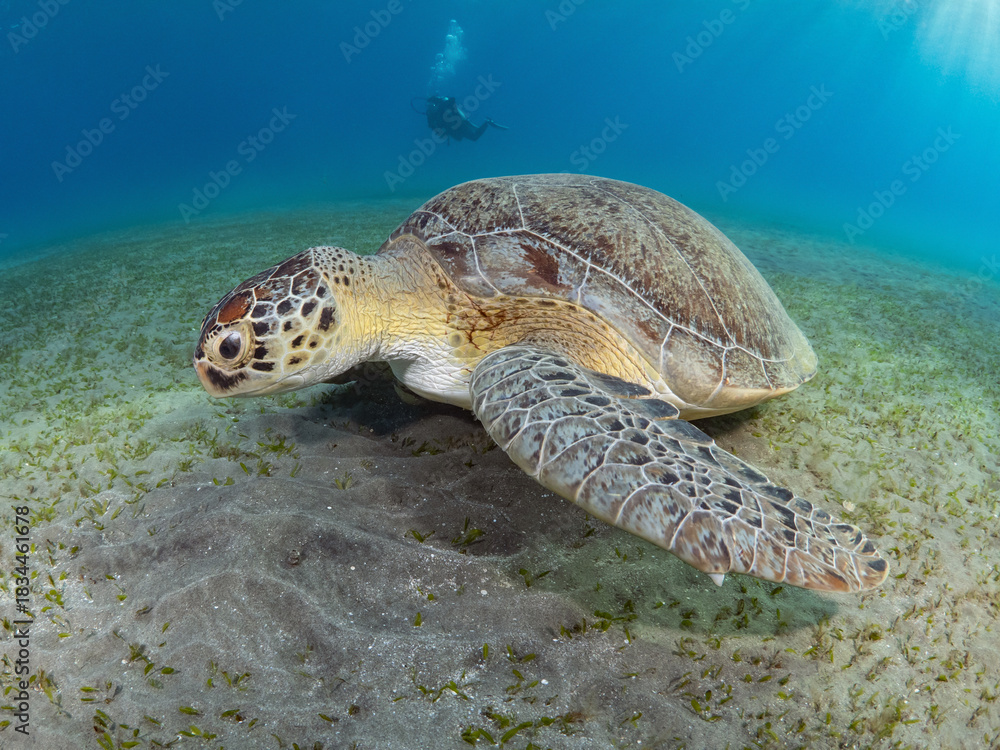 Obraz premium turtle and diver