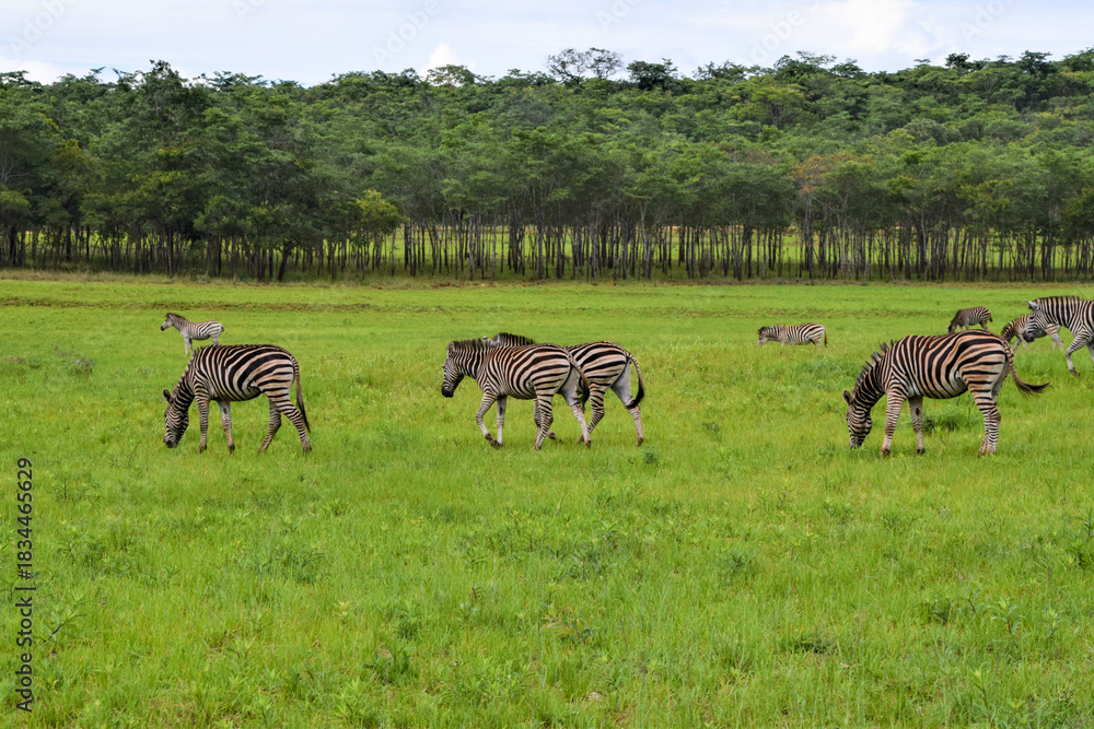 Obraz premium Zebras in a nature reserve in Africa