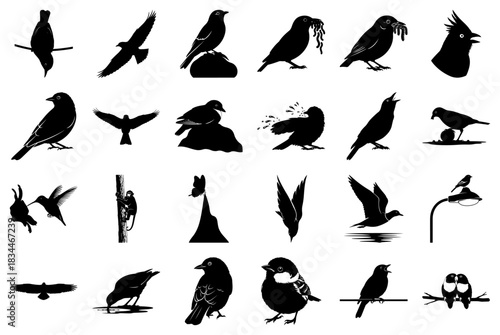 Diverse Collection of Bird Silhouettes in Various Poses