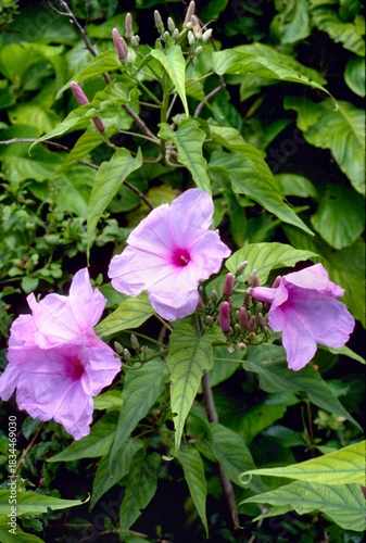 Ipomoea carnea subsp. fistulosa - Bush Morning Glory Blooming
