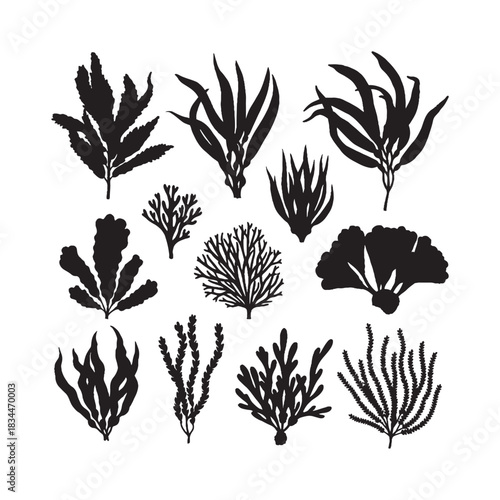 Seaweeds Silhouettes Collection, Seaweed Silhouette, Marine Plant Vector, Ocean Nature Illustration