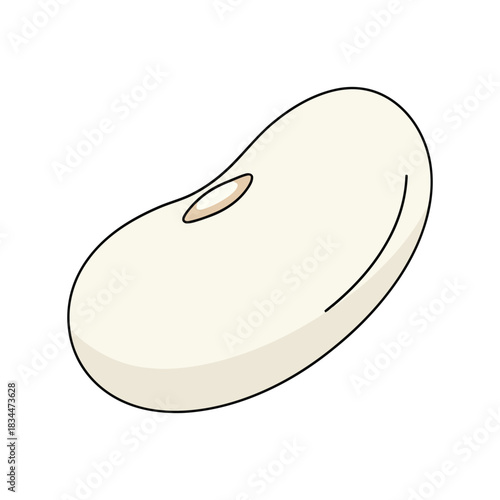 white bean vegetable vector illustration