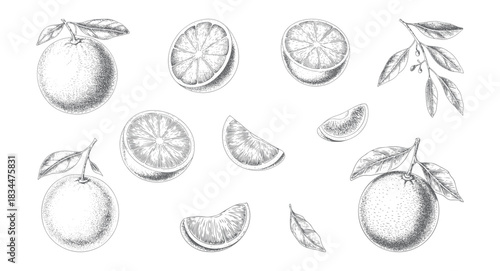 Vintage citrus slices and orange fruit illustrated in detailed hand drawn engraving.
