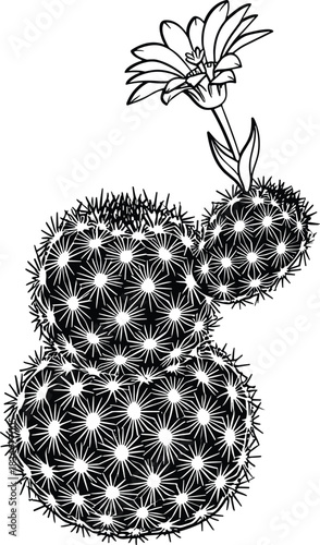 Detailed sketch of a blooming cactus with a single flower