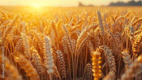 Golden wheat field bathed in warm sunset light, evoking abundance and harvest.