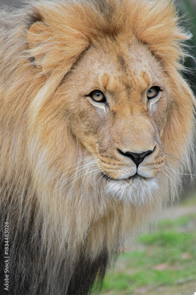 Fototapeta premium Portrait of a majestic lion