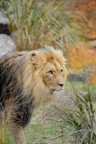 Portrait of a majestic lion