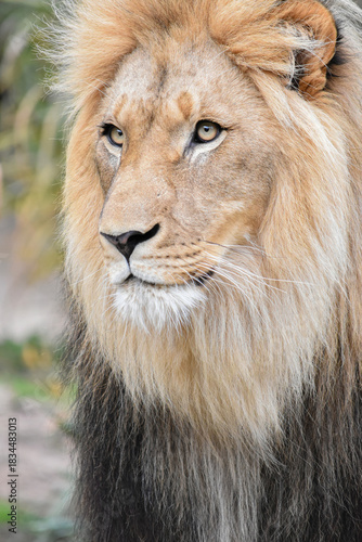 Portrait of a majestic lion