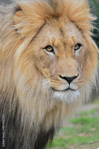 Portrait of a majestic lion