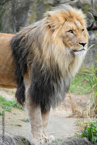 Portrait of a majestic lion