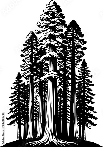 Redwood trees silhouette