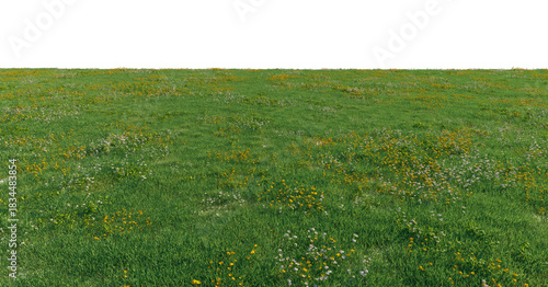 Green meadow with white and yellow wildflowers ground cover premium nature PNG Cutout