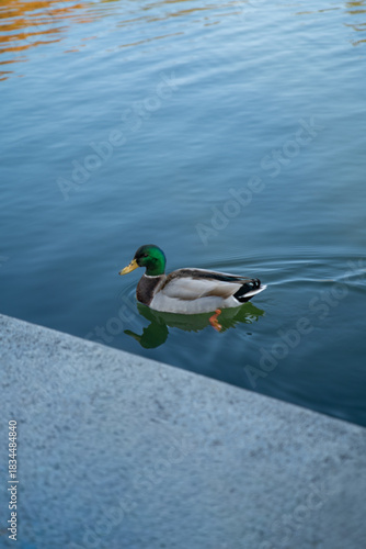 Duck floating in the water 