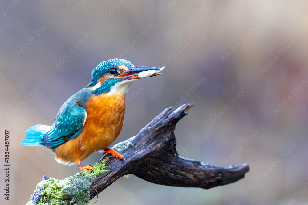 Fototapeta premium Eisvogel mit Beute
