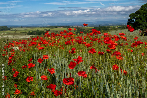 Wild Poppies