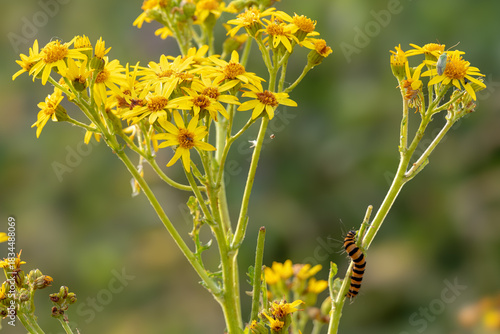 Ragwort and caterpillar