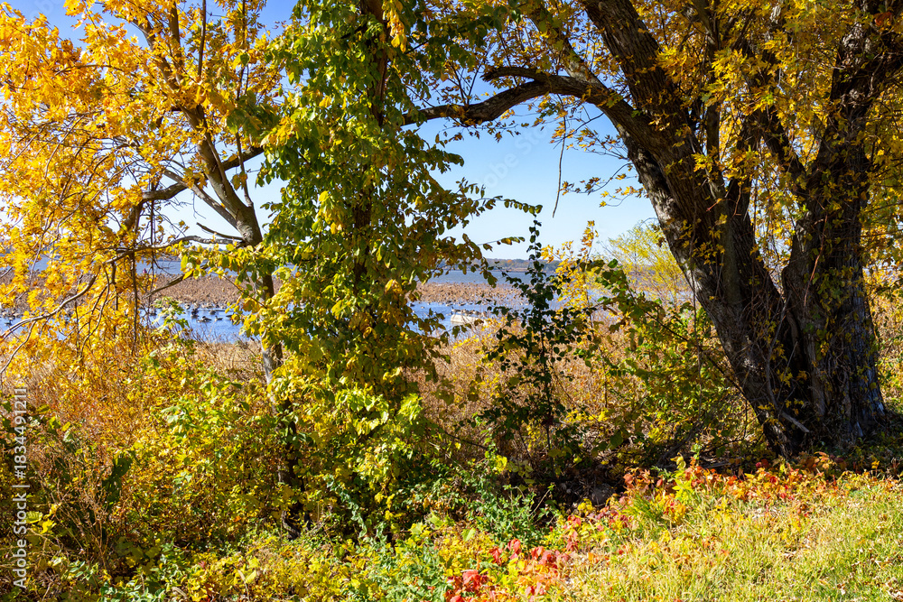 Naklejka premium autumn leaves in the park