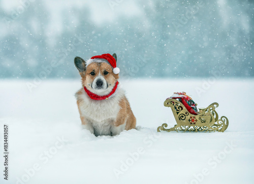 A cute corgi puppy in a red Santa hat and a sleigh with gifts sits in the sno...