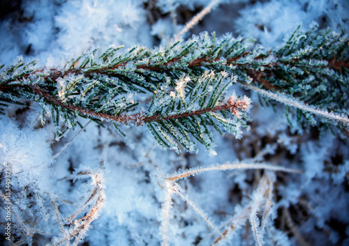 Spruce tree needles covered with cold hoarfrost crystals in a frosty winter g...