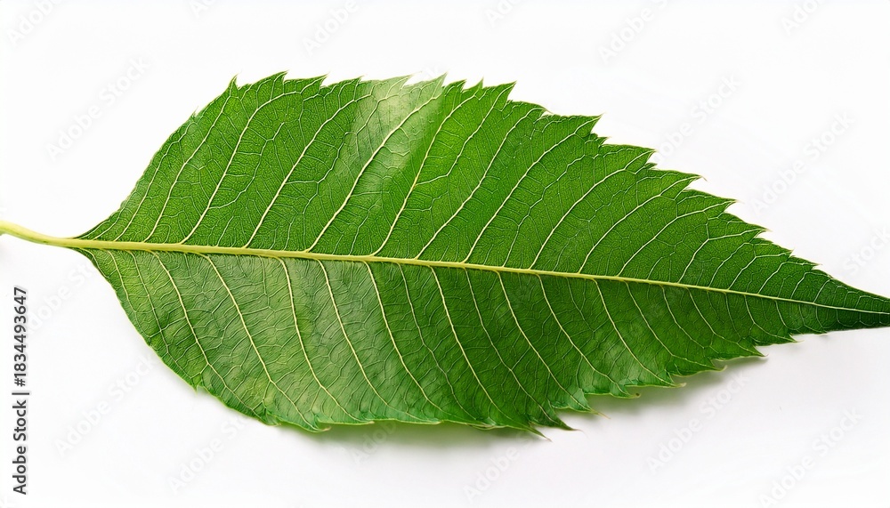 Obraz premium closeup of neem leaf in isolated white background