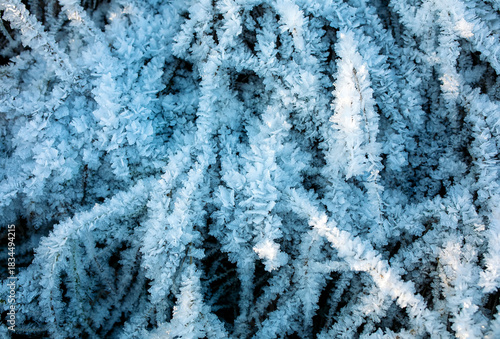 nature with shiny crystals of cold transparent blue hoarfrost cover the grass...