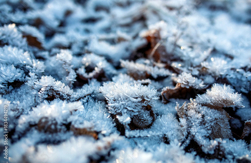 nature with shiny crystals of cold transparent blue hoarfrost cover fallen le...