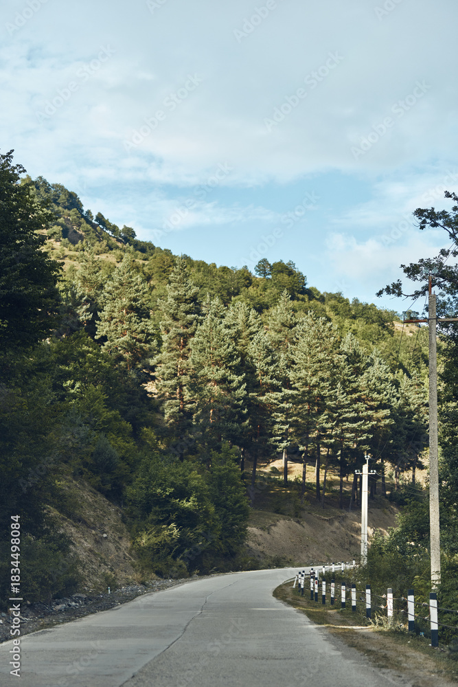 Fototapeta premium Winding road cuts through a lush forest landscape, tall trees lining the pavement and distant hills under a bright sky, creating a serene outdoor travel scene and calm atmosphere.