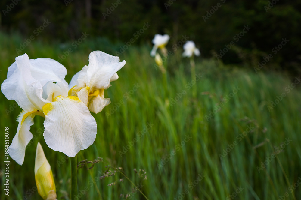Fototapeta premium Spring Iris Flowers