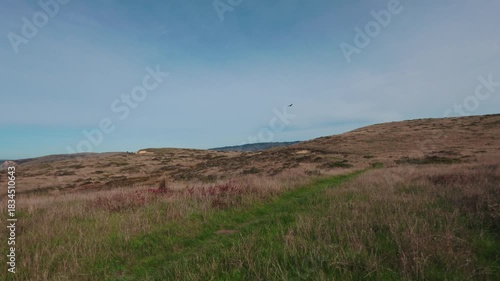 Vulture Gliding Over Winding Trail Through Coastal Grasslands