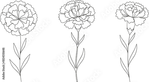 Carnation flower line art, botanical drawing, floral sketch, minimalist style, vector outline, CAD drawing, flat illustration, plant design