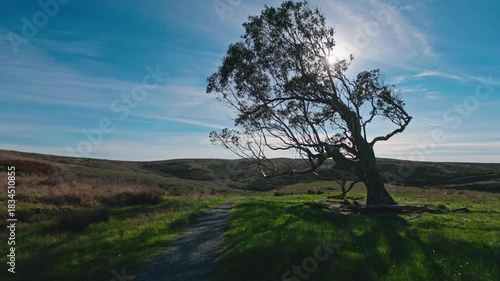 Lone Windblown Tree on Hillside Trail in Point Reyes, California