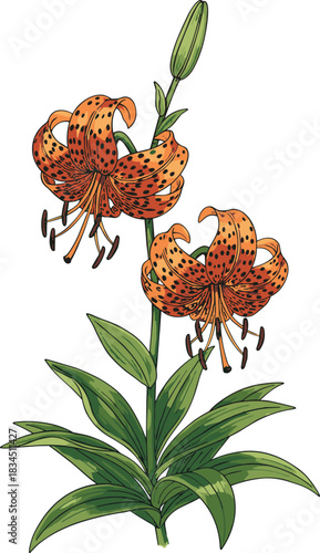 Tiger Lily botanical illustration, flowering plant, orange petals, spotted bloom, vector flora, CAD drawing, flat design, plant anatomy