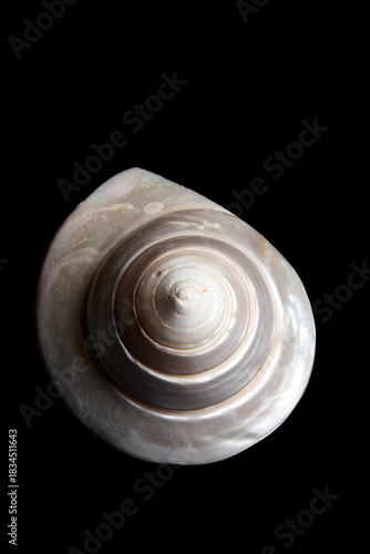coquillage nacré en spirale