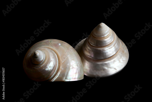 deux coquillages nacrés en spirale