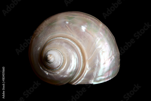 coquillage nacré en spirale