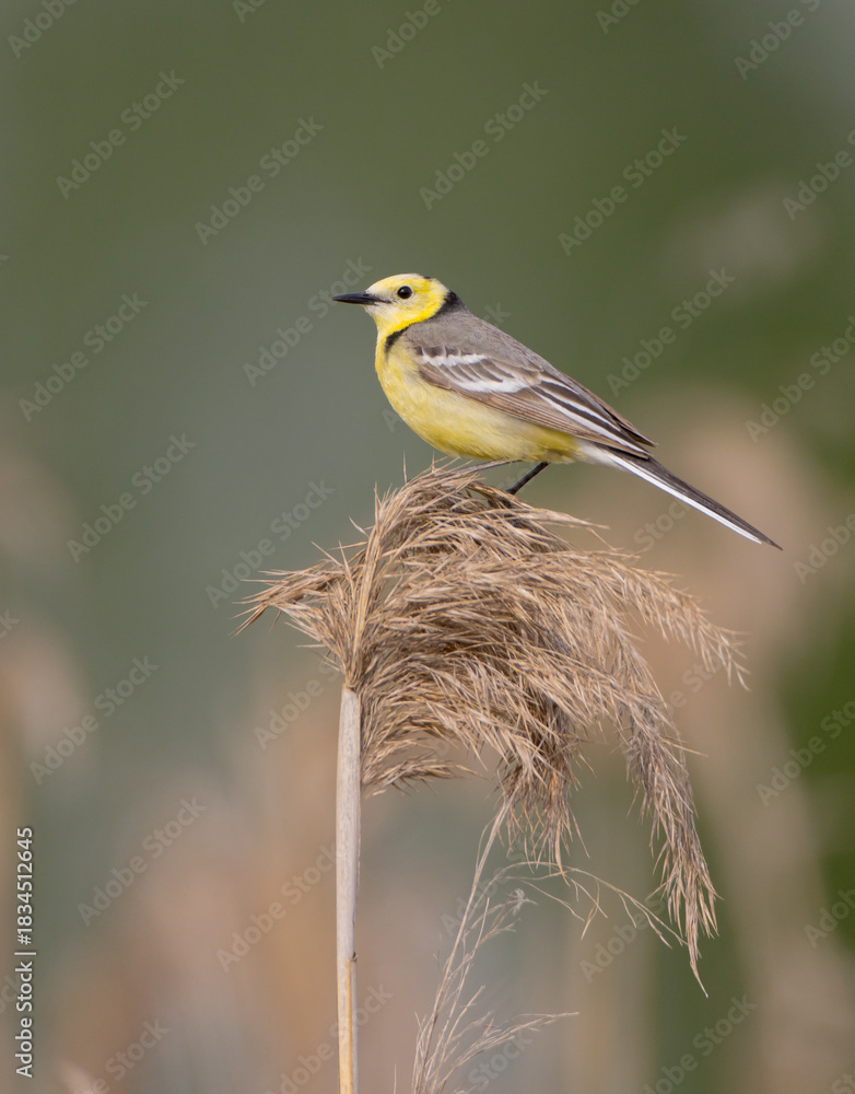 Obraz premium Citrine Wagtail - male bird at a wetland in spring