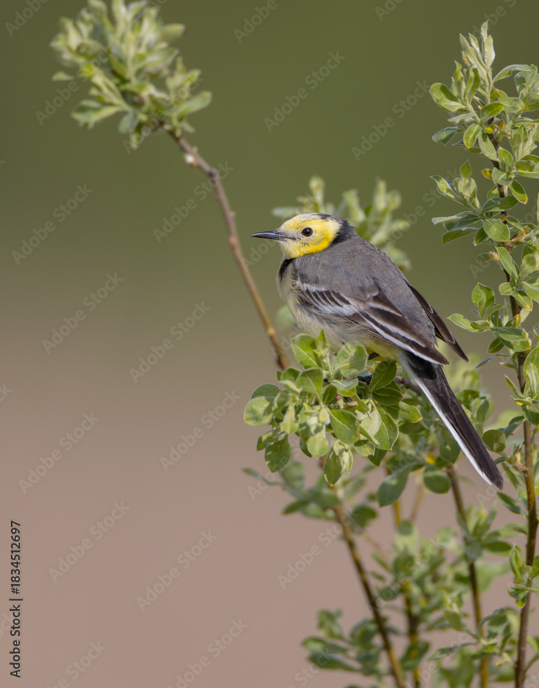 Obraz premium Citrine Wagtail - male bird at a wetland in spring