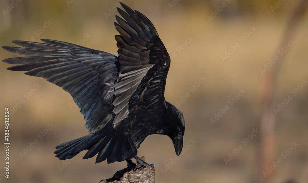 Fototapeta premium Common Raven - in autumn at a wetland